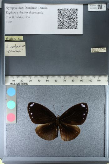Media type: image;   Entomology 159906